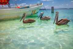 坎昆田园加勒比海滩船鹈鹕里维埃拉玛雅墨西哥