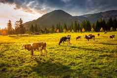 牛放牧阿尔卑斯山脉秋天日出卡文德尔山因斯布鲁克提洛尔