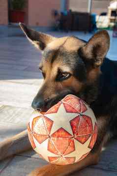 可爱的狗坐着花园玩玩具球宠物咬球