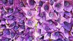 图像人工春天lilac-purple花摘要花背景