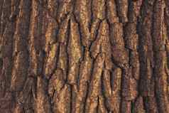 纹理橡木树树皮