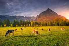 牛放牧阿尔卑斯山脉秋天日出卡文德尔山因斯布鲁克提洛尔