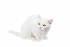 的混血猫白色