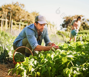 播种你<strong>成长</strong>快乐年轻的农民收获草本植物蔬菜农场