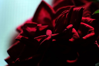 盛开的巴德朱红色玫瑰红色的玫瑰红色的玫瑰宏视图红色的玫瑰花