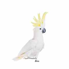 sulphur-crested凤头鹦鹉孤立的白色