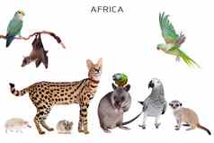 非洲动物白色