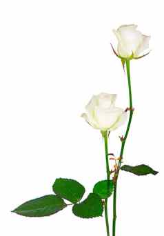 花束玫瑰孤立的白色玫瑰花孤立的白色背景照片问候卡邀请卡婚礼生日假期夏天背景