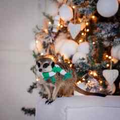 猫鼬Suricate幼崽装饰房间圣诞节树