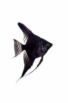 黑色的神仙鱼配置文件白色背景