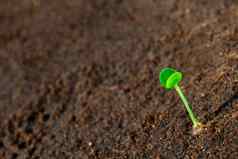 年轻的幼苗成长潮湿的土壤