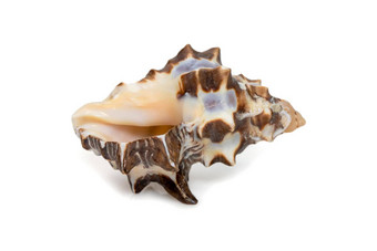 图像回复：重新双胞菌海贝壳常见的的名字双结核岩石壳牌双结核岩石蜗牛栗岩石壳牌孤立的白色背景海蜗牛海底动物海贝壳