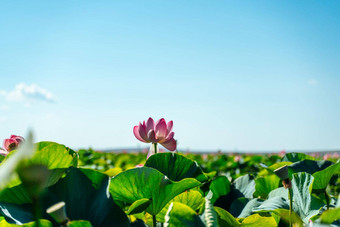 粉红色的<strong>莲</strong>花花摇摆风背景绿色叶子<strong>莲</strong>花场湖自然环境