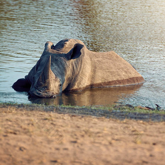 采取浸浇水洞完整的长度拍摄犀牛冷却浇水洞