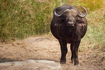 大<strong>小安</strong>全完整的长度拍摄水牛非洲平原