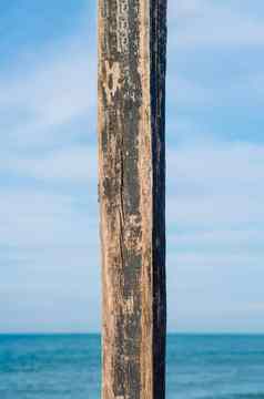 垂直黑暗棕色（的）狭窄的板材日志硬木树皮表面纹理阀杆背景天空海董事会