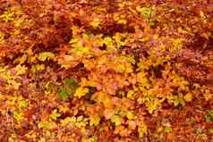 美丽的秋天美丽的颜色秋天秋天森林