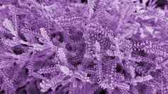 淡紫色背景植物santolina银