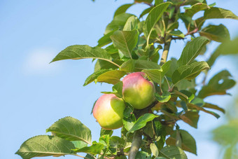 新鲜的苹果新鲜的苹果自然设置白色背景