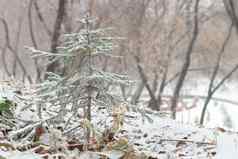 圣诞节树云杉覆盖雪山坡上森林降雪冬天景观林地