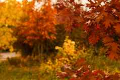 集合美丽的色彩斑斓的秋天叶子绿色黄色的橙色红色的