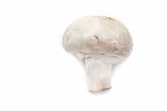 新鲜的白色蘑菇白色背景