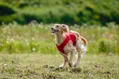 萨路基狗红色的衬衫运行绿色场追逐吸引完整的速度追逐竞争直相机