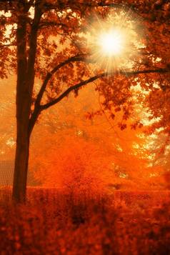 秋天颜色秋天照片秋天森林太阳