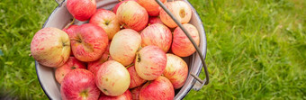 红色的成熟的苹果乡村桶概念收获完整的桶红色的苹果收获秋天村使小时汁