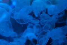 群水母水族馆海底世界