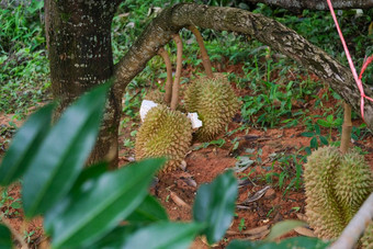 榴莲挂高树花园新鲜的榴莲水果树果园热带水果榴莲王水果