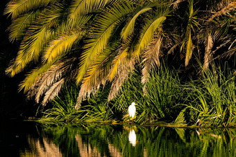 白色鹳反映了水绿色棕榈树岛