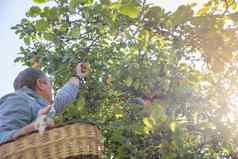 收获时间苹果树未被认可的人农民准备好了摘下苹果树篮子男人手精致挑选苹果苹果果园