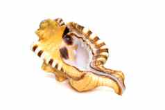 图像洛托里亚洛托里亚海贝壳常见的条白色带有黑花斑蜗牛洗浴海卫一孤立的白色背景海蜗牛海底动物海贝壳