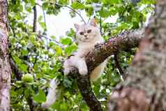 可爱的白色猫谎言分支苹果树花园绿色苹果挂附近的