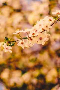 古董樱桃花布鲁姆日出自然背景春天假期设计花梦想花园