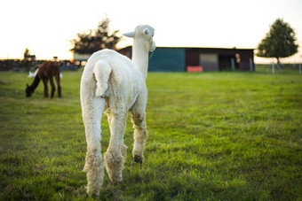 白色羊驼农场日落灯农场时装生活特写镜头视图