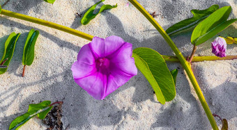 粉红色的紫色的早....<strong>荣耀</strong>山羊脚爬海滩花墨西哥