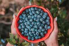 女人持有蓝莓花园背景丰富的黑莓收获新鲜的成熟的有机浆果伟大的越桔植物饮食抗氧化剂健康的素食主义者食物生物有机营养