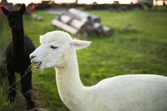 白色羊驼农场日落灯农场时装生活特写镜头视图