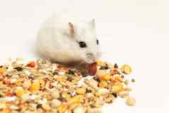 白色仓鼠吃谷物白色背景宠物宠物食物啮齿动物