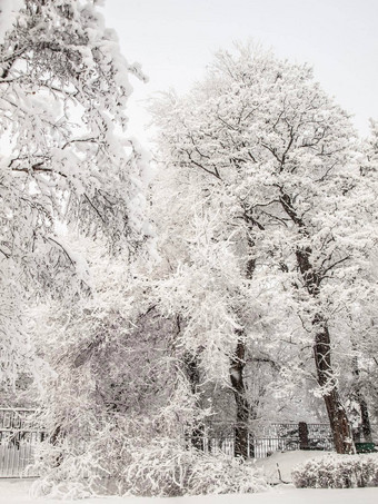 城市公园降雪树覆盖雪天气冬天