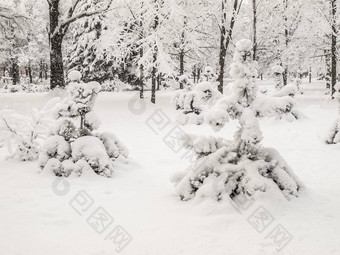城市公园<strong>降雪</strong>树覆盖雪天气冬天