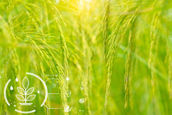 聪明的农业现代技术概念耳朵大米大米农场场图标聪明的农业可持续发展的农业精度农业气候监控农场管理系统