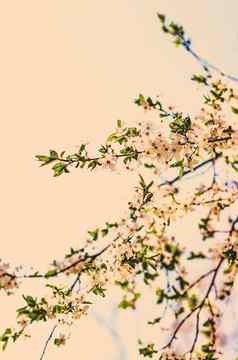 古董樱桃花布鲁姆日出自然背景春天假期设计花梦想花园