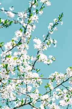 花摘要艺术绿松石背景古董樱桃花自然背景奢侈品假期设计