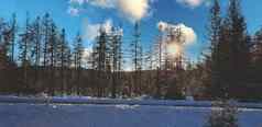 冬天景观日落雪森林湖冬天松森林