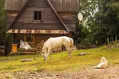 白色马放牧绿色草原牧场森林木精品山生态旅行旅游概念