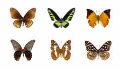 集团美丽的蝴蝶白色背景昆虫动物