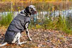 可爱的达尔马提亚秋天森林狗坐灰色雨衣自然狗培训小狗外套走公园概念有爱心的宠物时尚的宠物衣服穿着狗